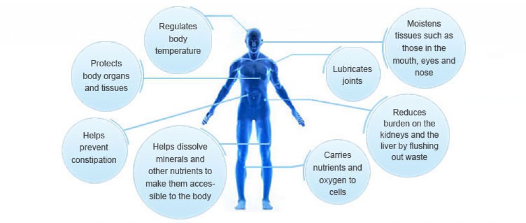 Water bodies Protection. I Drink Water my Organs. The importance of commuting fast in Human Life.