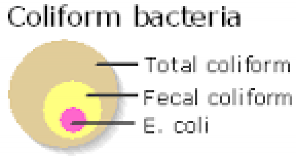 Coliform Bacteria | City Water Filter Corp.